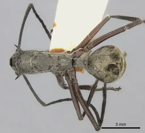 Polyrhachis sexspinosa specimen CASENT0217802 image casent0217802_1