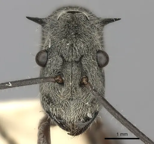 Polyrhachis sexspinosa specimen CASENT0217802 image casent0217802_2