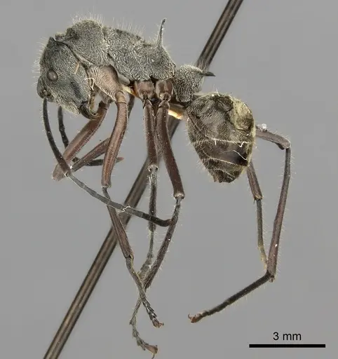Polyrhachis sexspinosa specimen CASENT0217802 image casent0217802_3