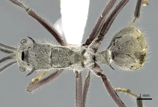 Polyrhachis sexspinosa specimen CASENT0281396 image casent0281396_1