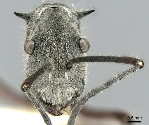 Polyrhachis sexspinosa specimen CASENT0281396 image casent0281396_2