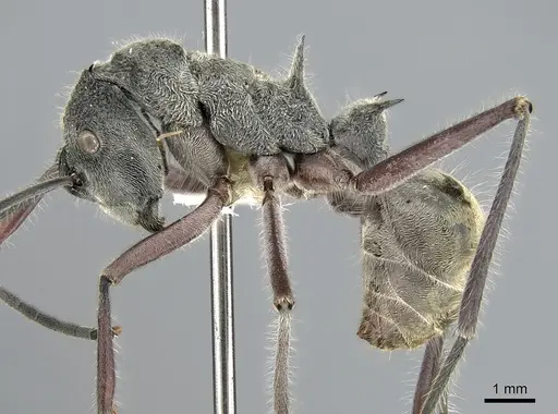 Polyrhachis sexspinosa specimen CASENT0281396 image casent0281396_3