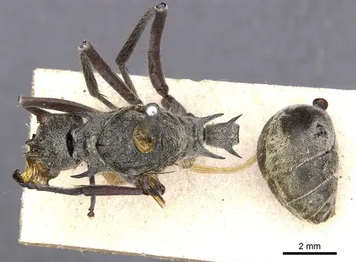 Polyrhachis sexspinosa specimen CASENT0901808 image casent0901808_1