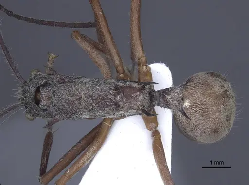 Polyrhachis sexspinosa specimen CASENT0916781 image casent0916781_1