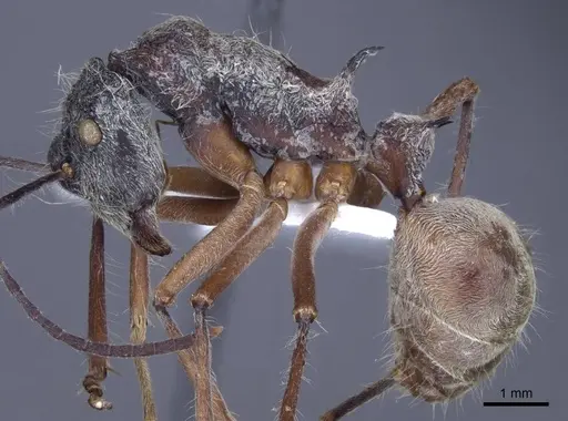 Polyrhachis sexspinosa specimen CASENT0916781 image casent0916781_3