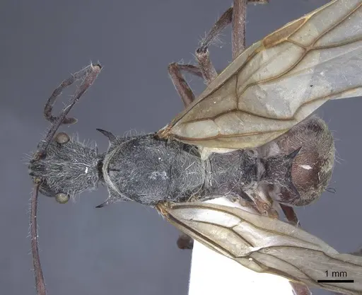 Polyrhachis sexspinosa specimen CASENT0916782 image casent0916782_1