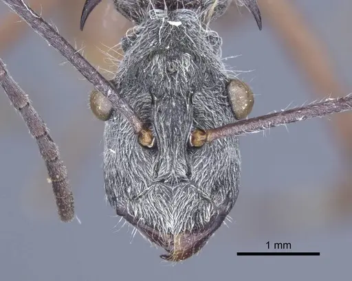 Polyrhachis sexspinosa specimen CASENT0916782 image casent0916782_2