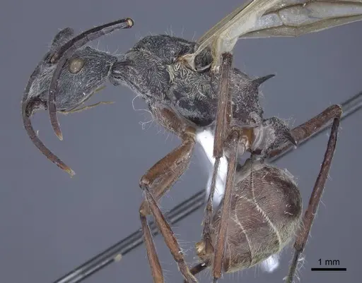 Polyrhachis sexspinosa specimen CASENT0916782 image casent0916782_3