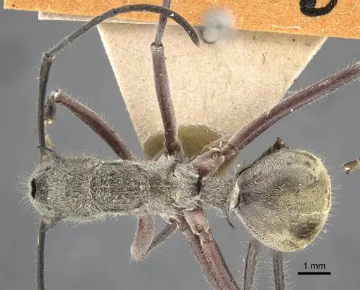 Polyrhachis sexspinosa specimen CASENT0917271 image casent0917271_1