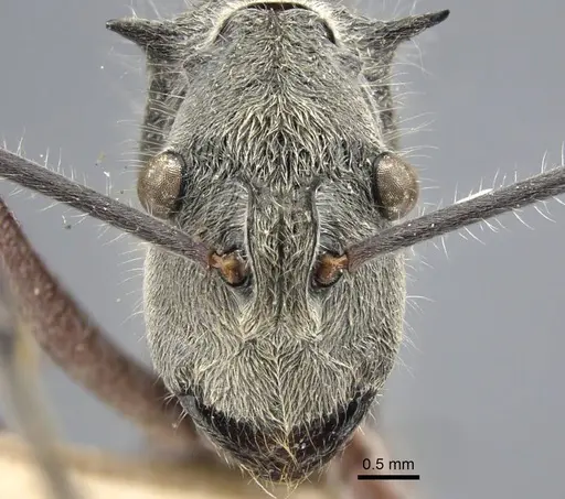 Polyrhachis sexspinosa specimen CASENT0917271 image casent0917271_2