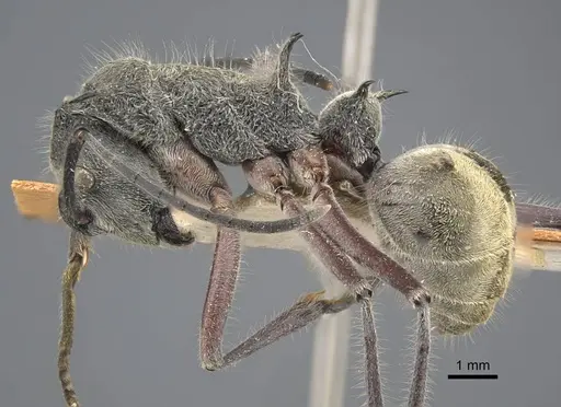 Polyrhachis sexspinosa specimen CASENT0917271 image casent0917271_4