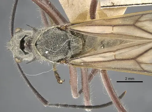 Polyrhachis sexspinosa specimen CASENT0917272 image casent0917272_1