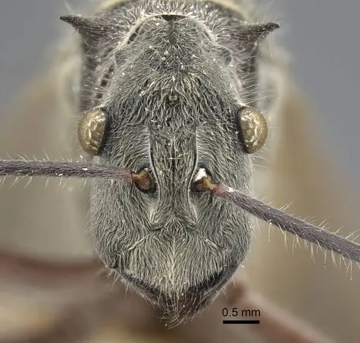 Polyrhachis sexspinosa specimen CASENT0917272 image casent0917272_2