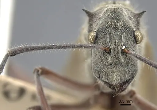 Polyrhachis sexspinosa specimen CASENT0917272 image casent0917272_3