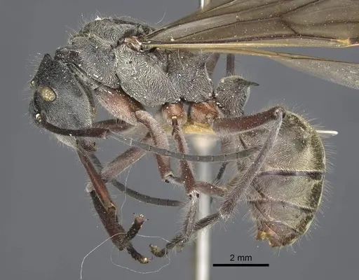 Polyrhachis sexspinosa specimen CASENT0917272 image casent0917272_4