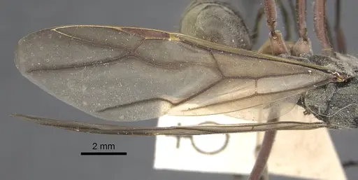 Polyrhachis sexspinosa specimen CASENT0917272 image casent0917272_5