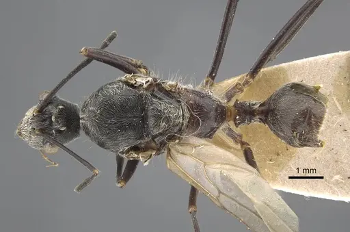 Polyrhachis sexspinosa specimen CASENT0917273 image casent0917273_1