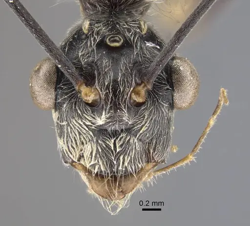 Polyrhachis sexspinosa specimen CASENT0917273 image casent0917273_2