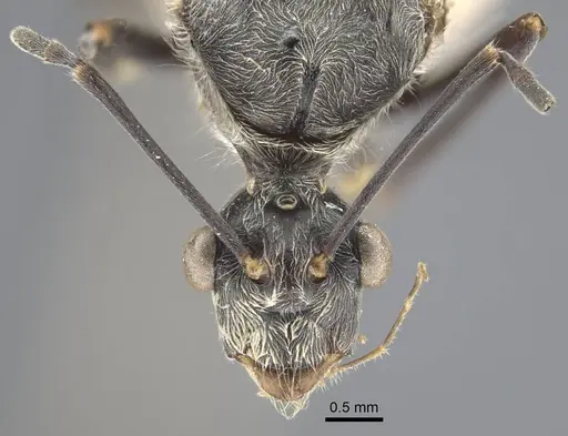 Polyrhachis sexspinosa specimen CASENT0917273 image casent0917273_3