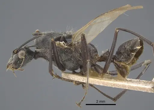 Polyrhachis sexspinosa specimen CASENT0917273 image casent0917273_4