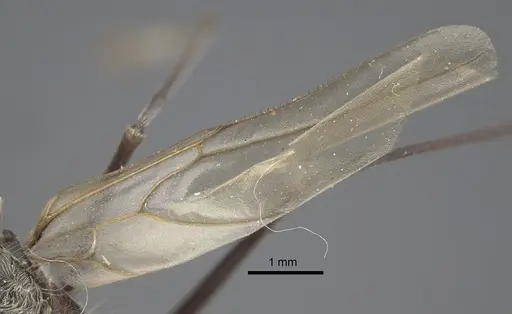 Polyrhachis sexspinosa specimen CASENT0917273 image casent0917273_5