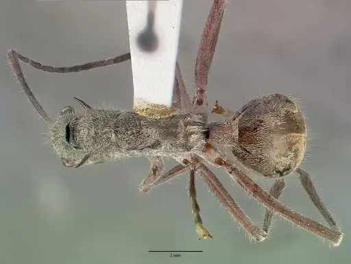 Polyrhachis sexspinosa specimen CASTYPE06997 image castype06997_1