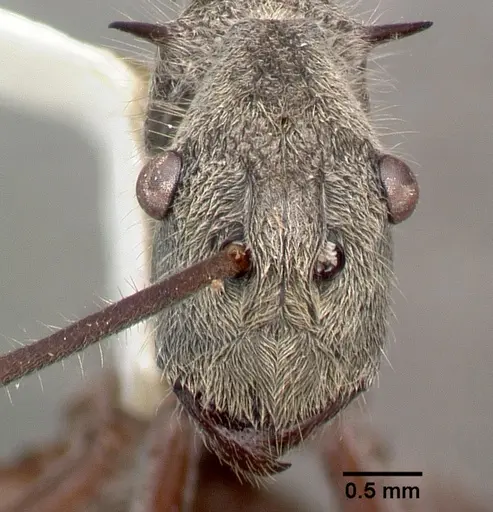 Polyrhachis sexspinosa specimen CASTYPE06997 image castype06997_2