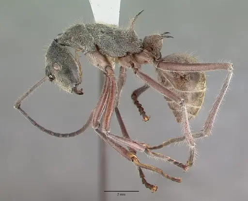 Polyrhachis sexspinosa specimen CASTYPE06997 image castype06997_4