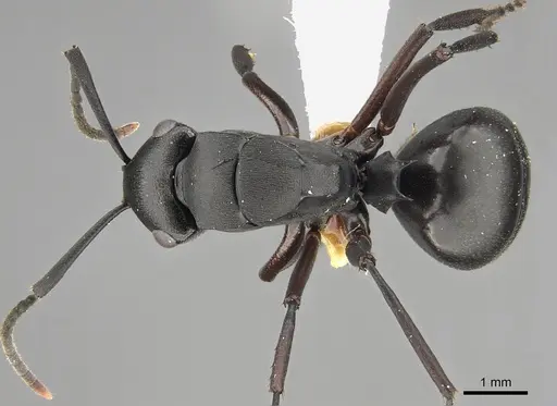 Polyrhachis shattucki specimen CASENT0887778 image casent0887778_1