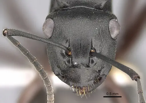 Polyrhachis shattucki specimen CASENT0887778 image casent0887778_2