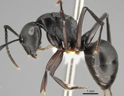 Polyrhachis shattucki specimen CASENT0887778 image casent0887778_3