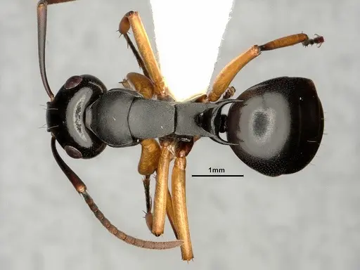 Polyrhachis shixingensis specimen CASENT0883574 image casent0883574_1