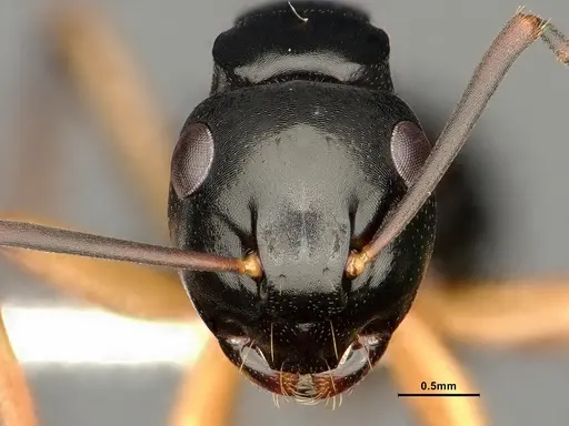 Polyrhachis shixingensis specimen CASENT0883574 image casent0883574_2