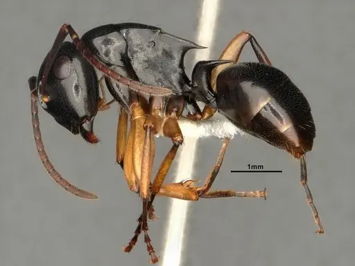 Polyrhachis shixingensis specimen CASENT0883574 image casent0883574_3