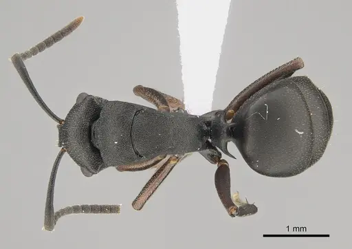 Polyrhachis sidnica specimen CASENT0887768 image casent0887768_1