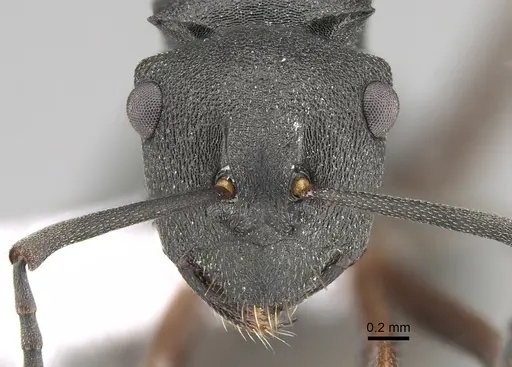 Polyrhachis sidnica specimen CASENT0887768 image casent0887768_2