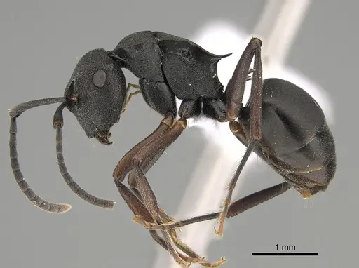Polyrhachis sidnica specimen CASENT0887768 image casent0887768_3
