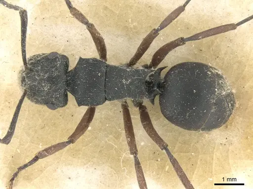 Polyrhachis sidnica specimen CASENT0906563 image casent0906563_1