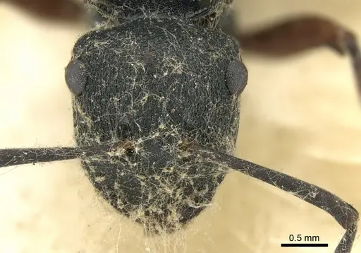 Polyrhachis sidnica specimen CASENT0906563 image casent0906563_2
