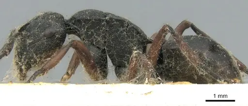 Polyrhachis sidnica specimen CASENT0906563 image casent0906563_3