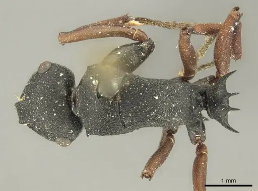 Polyrhachis sidnica specimen CASENT0915621 image casent0915621_1