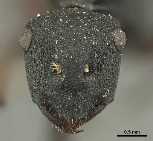 Polyrhachis sidnica specimen CASENT0915621 image casent0915621_2