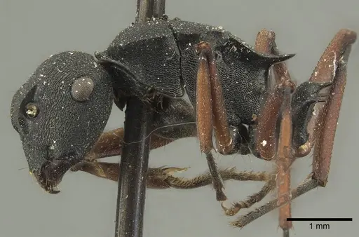 Polyrhachis sidnica specimen CASENT0915621 image casent0915621_3