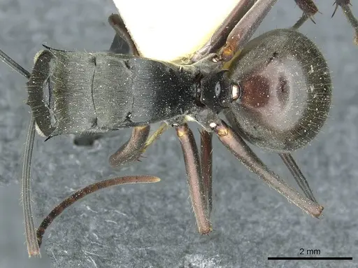 Polyrhachis similis specimen CASENT0912117 image casent0912117_1