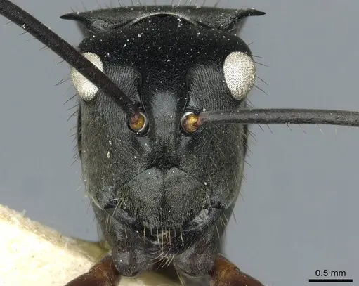 Polyrhachis similis specimen CASENT0912117 image casent0912117_2