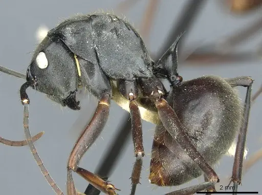 Polyrhachis similis specimen CASENT0912117 image casent0912117_3