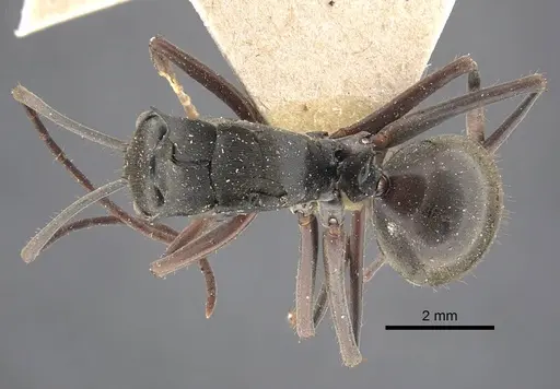 Polyrhachis similis specimen CASENT0917284 image casent0917284_1