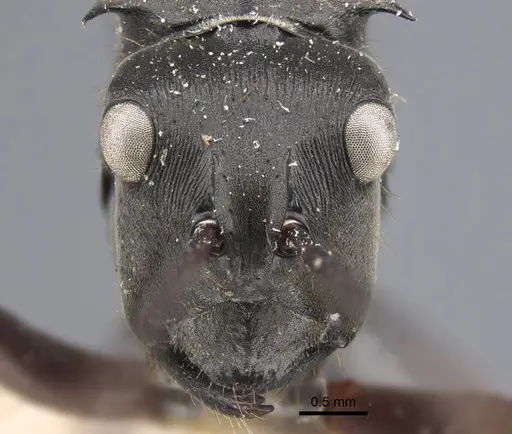 Polyrhachis similis specimen CASENT0917284 image casent0917284_2