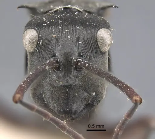 Polyrhachis similis specimen CASENT0917284 image casent0917284_3
