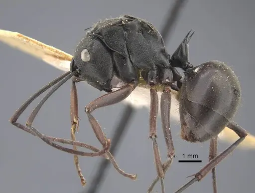 Polyrhachis similis specimen CASENT0917284 image casent0917284_4